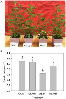 Melatonin Improved Waterlogging Tolerance in Alfalfa (Medicago sativa) by Reprogramming Polyamine and Ethylene Metabolism